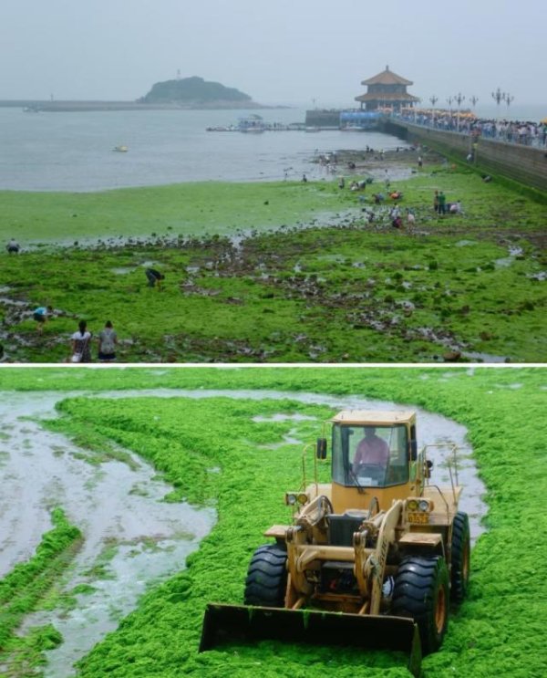 长富资本 浒苔让青岛多个海水浴场“变草原”，当地：接近尾声，单天曾清理四百余吨