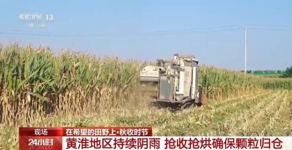 道正网  秋收碰上持续阴雨 各地抢收抢烘确保颗粒归仓