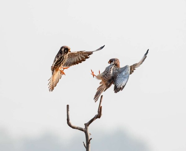 启恒配资 用“有爱”来形容红脚隼的打斗嬉戏非常精准